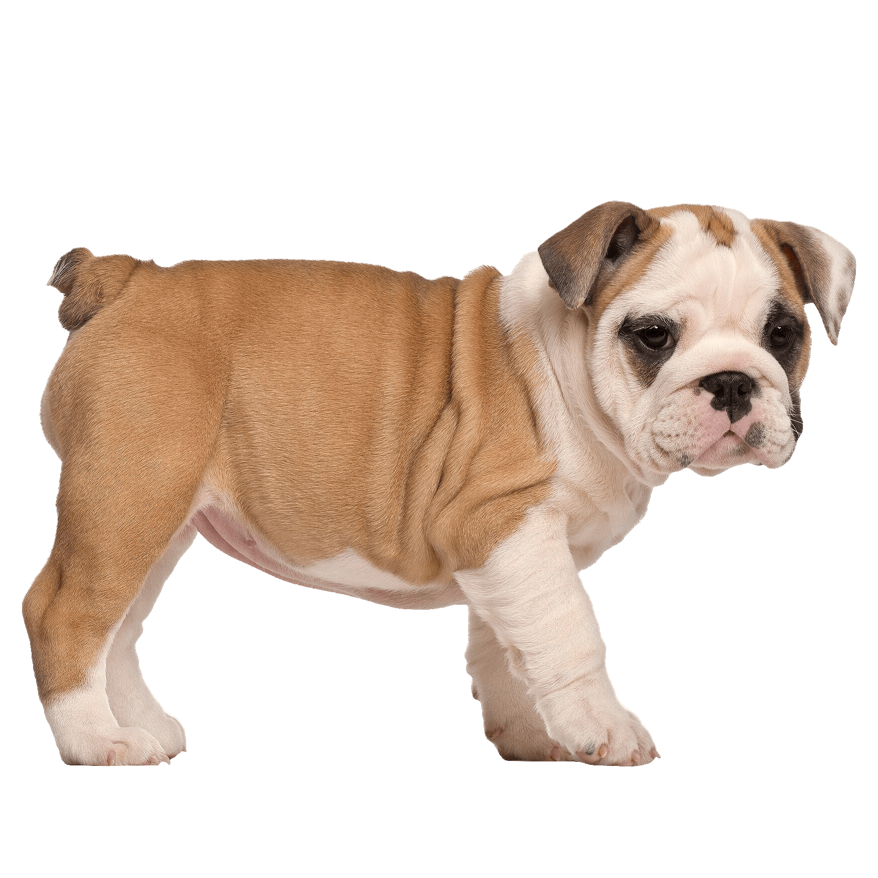 Smart Bites® Cachorro